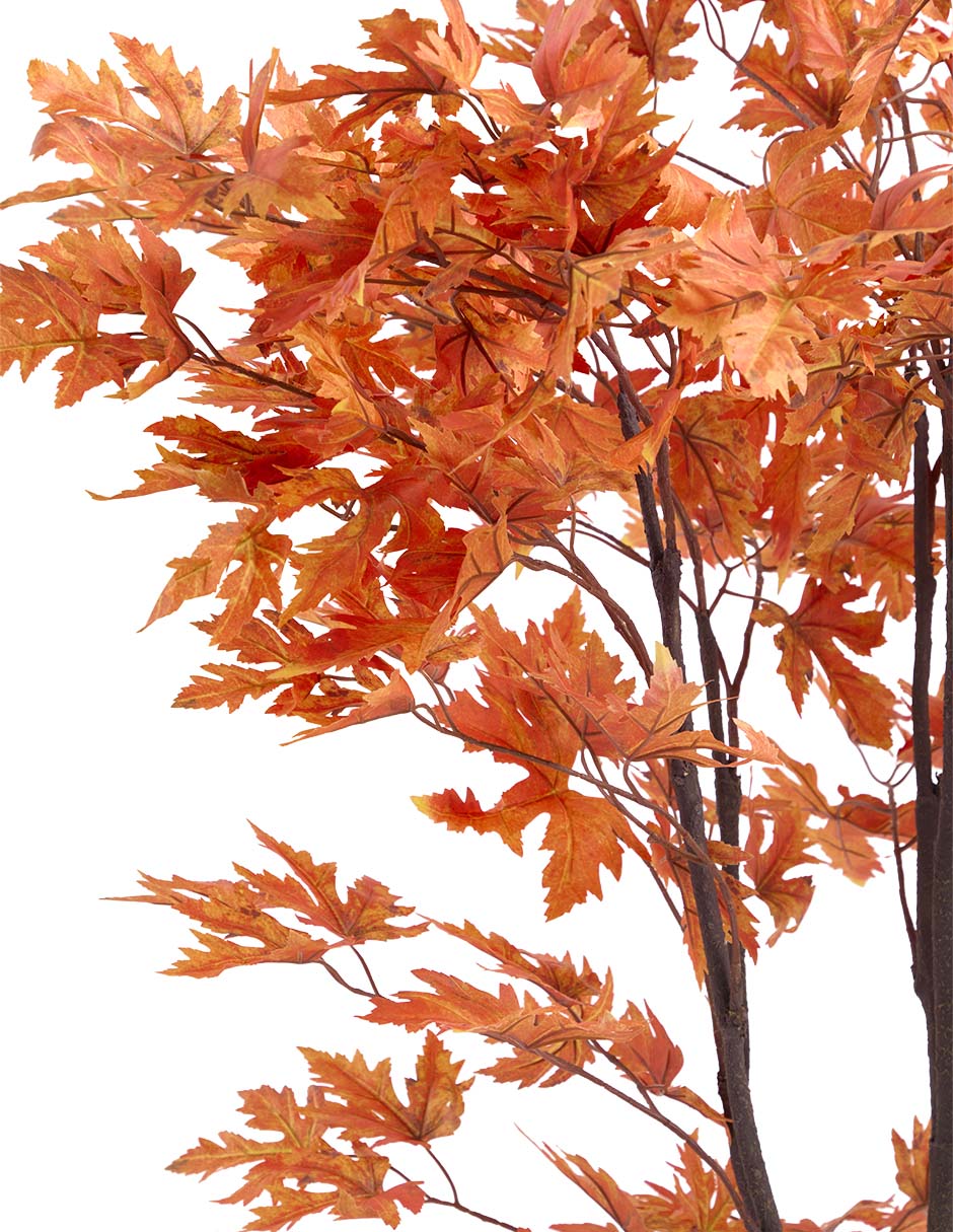 Maple 150 cm con maceta 2