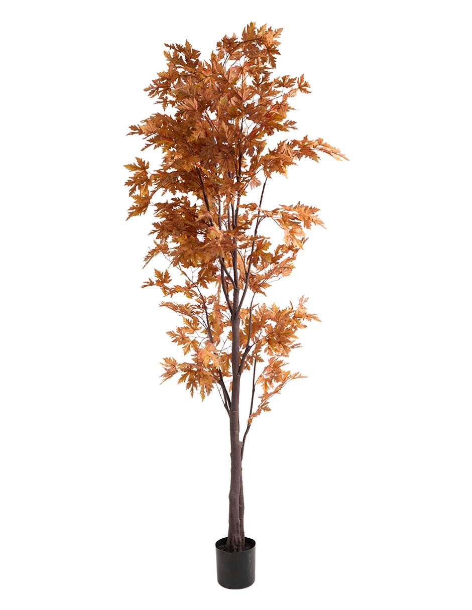 Maple 240 cm con maceta
