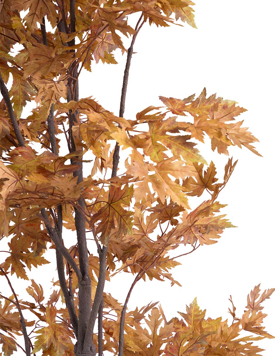 Maple 240 cm con maceta 2