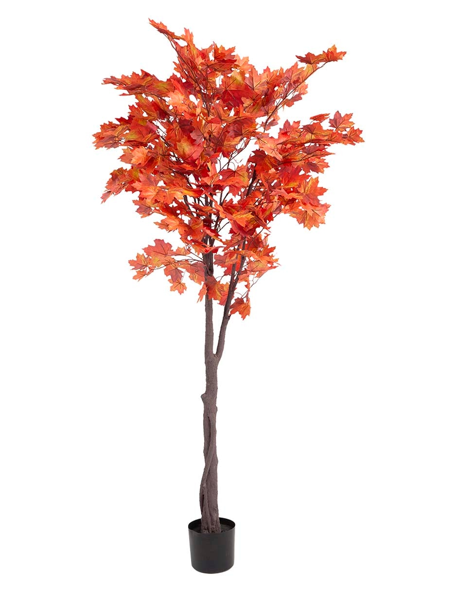 Maple 180 cm con maceta