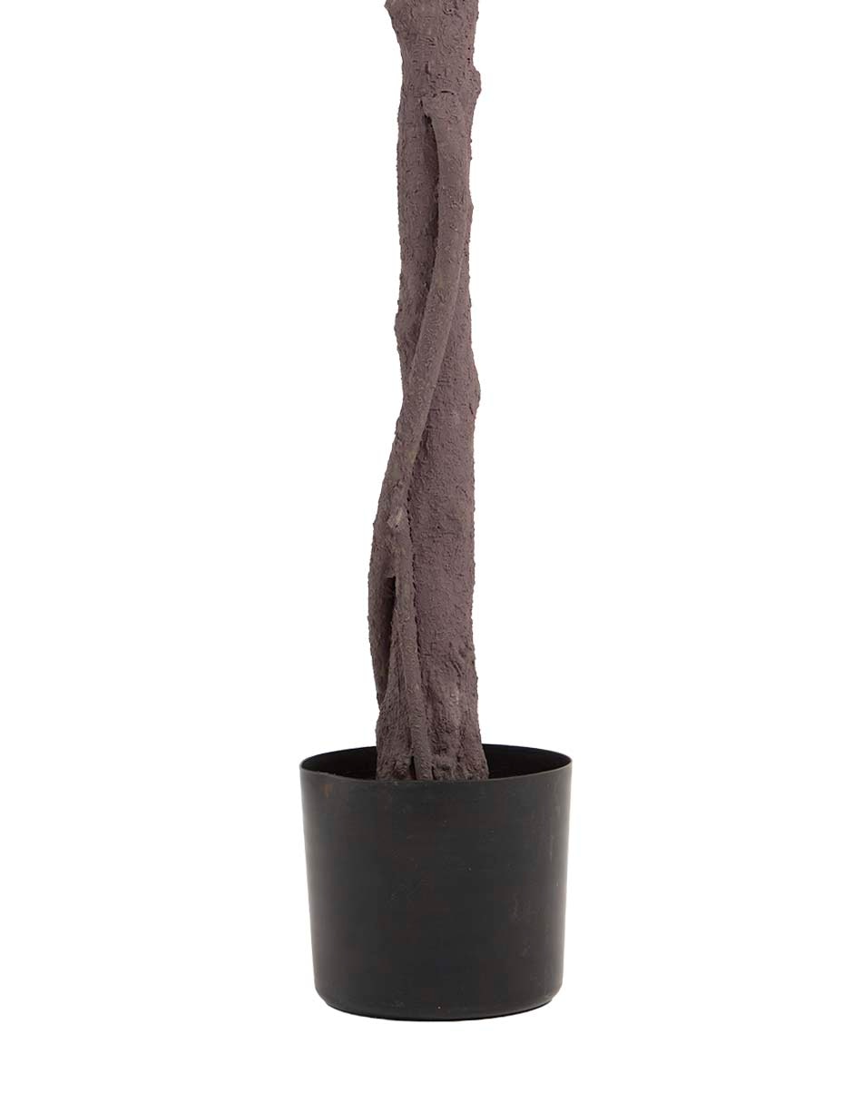 Maple 180 cm con maceta 3