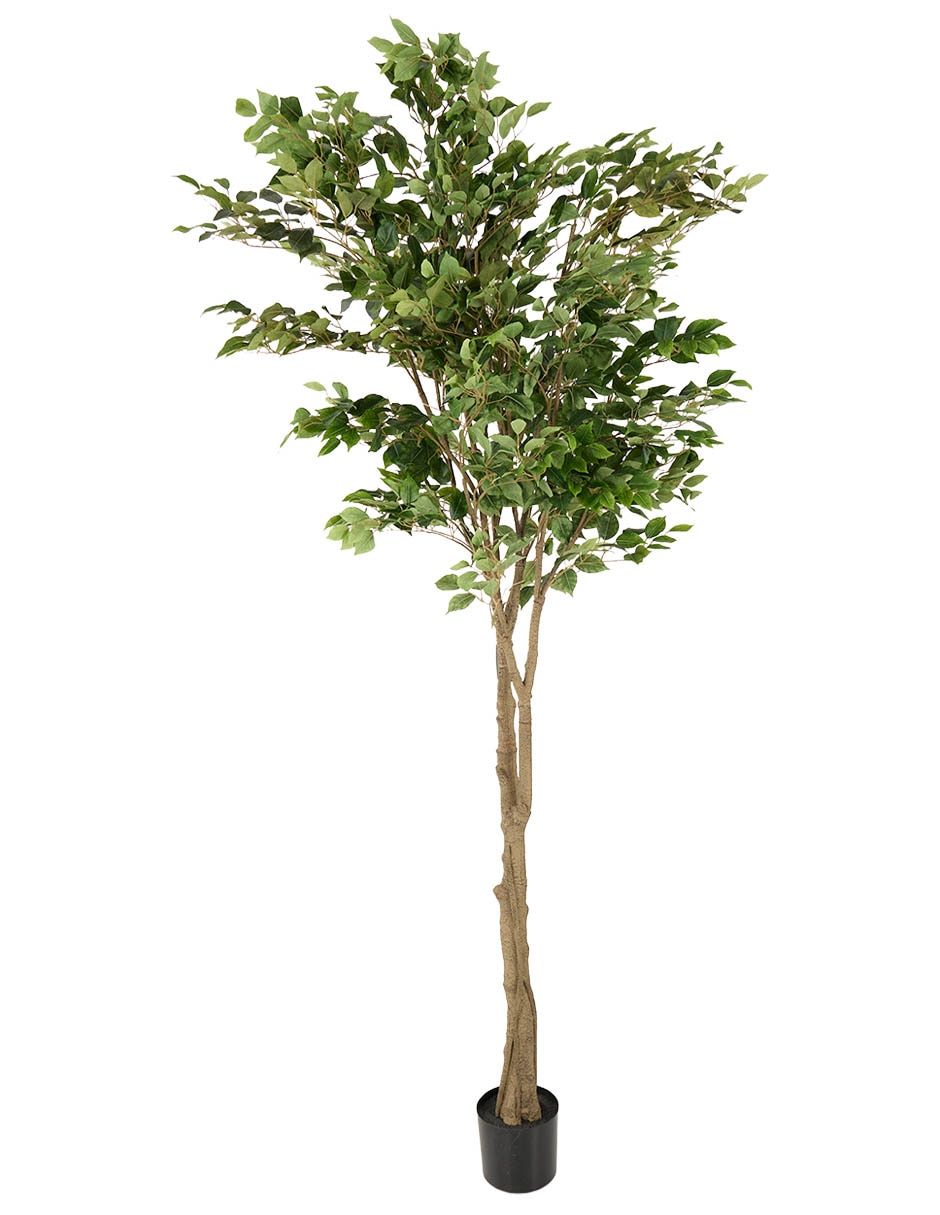 Ficus Ficus 204 cm con maceta