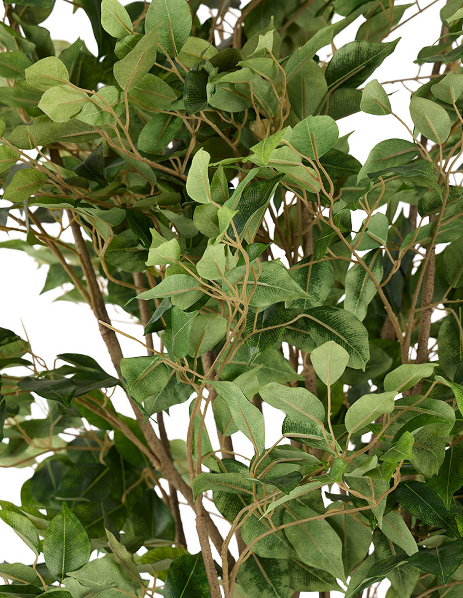 Ficus Ficus 204 cm con maceta 4