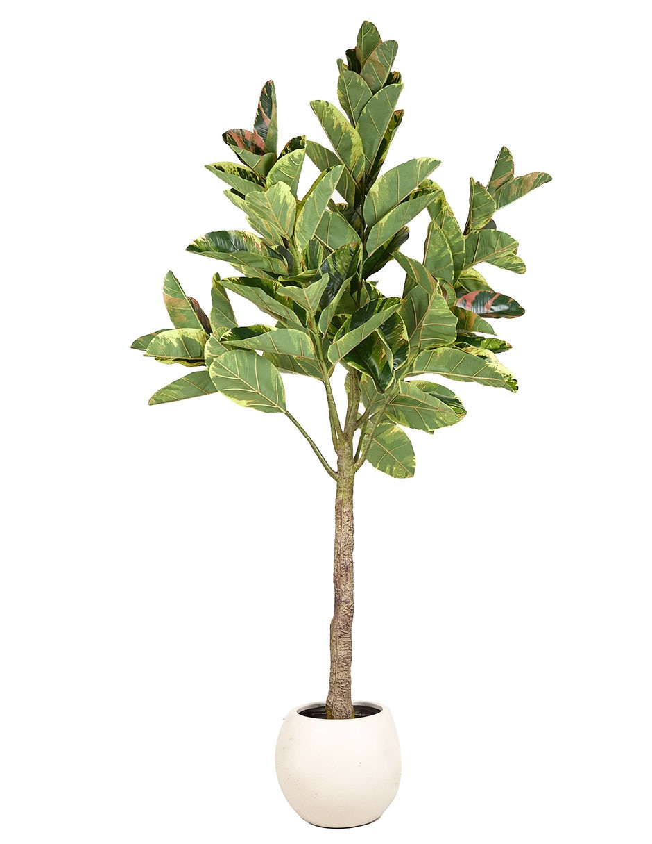 Árbol Árbol