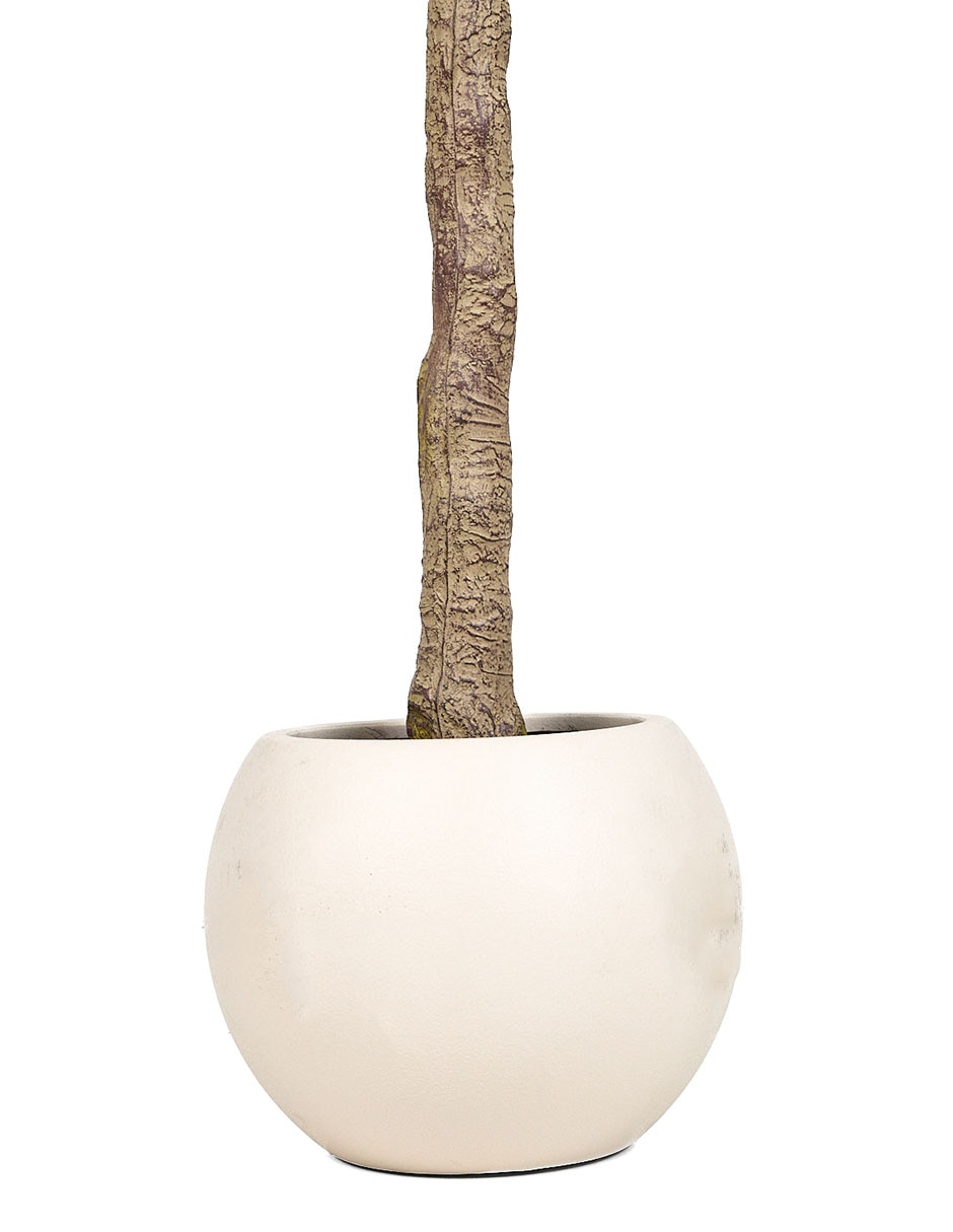 Árbol 3