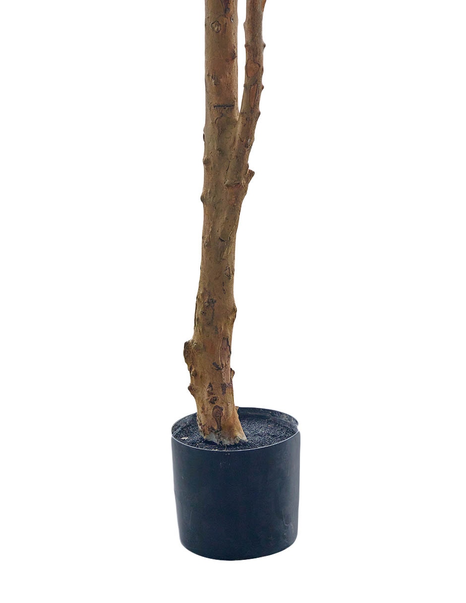 Árbol