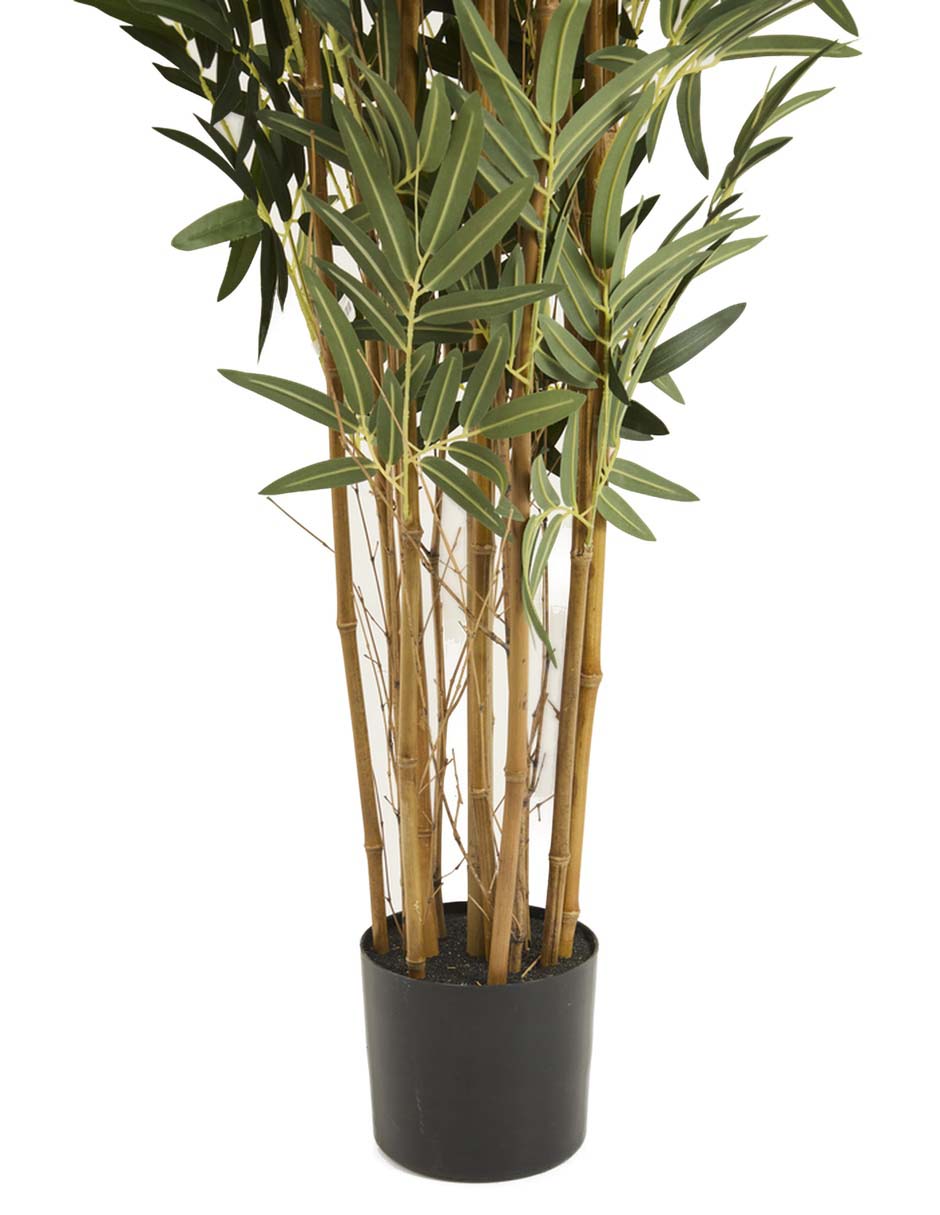 Árbol 3