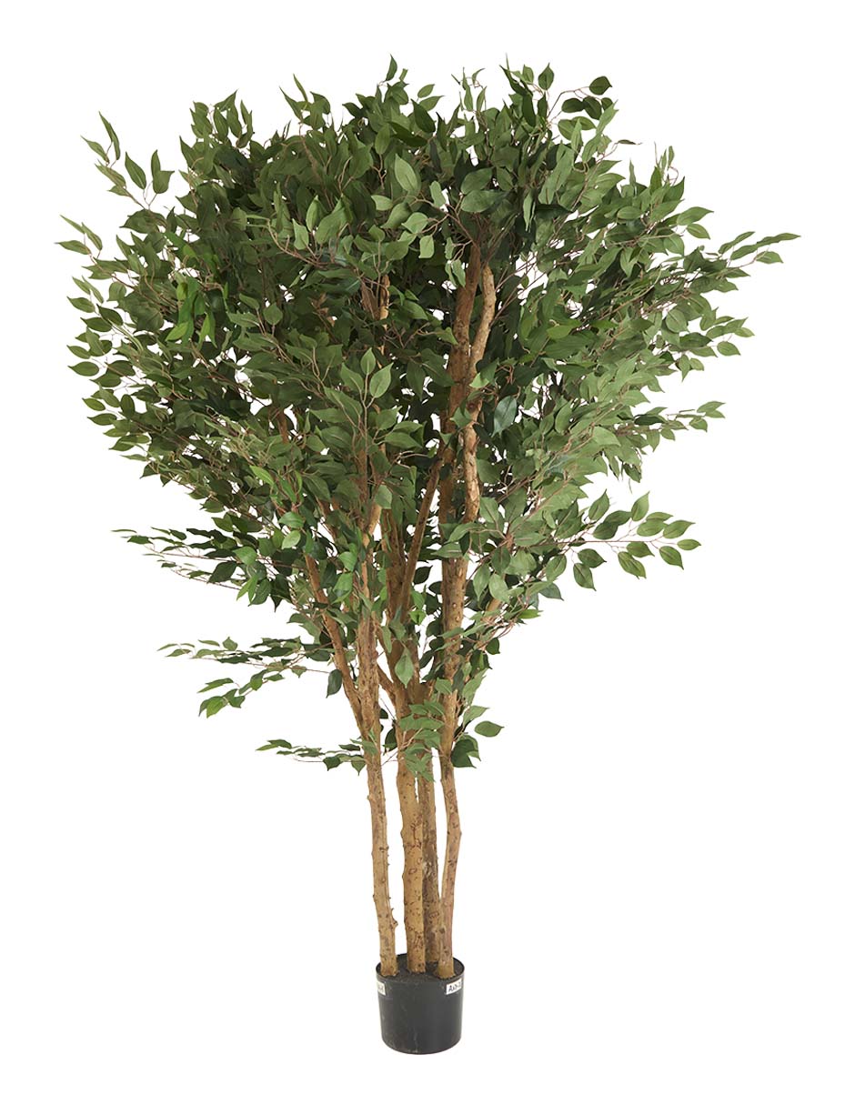 Árbol