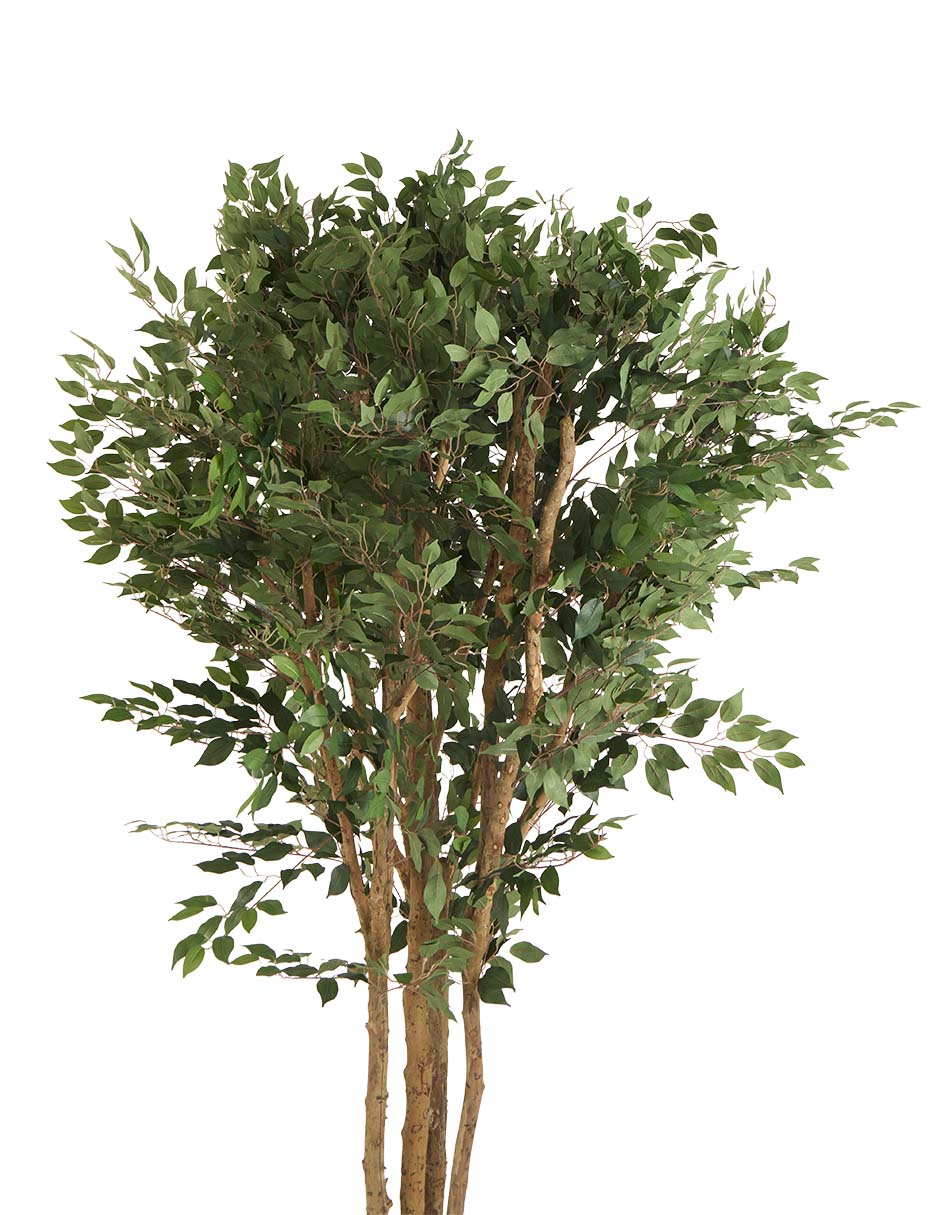 Árbol 2