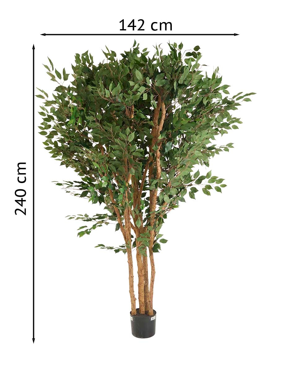 Árbol 6
