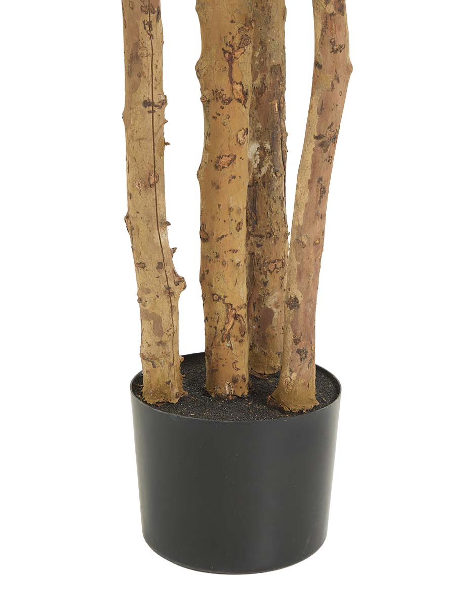 Árbol 3