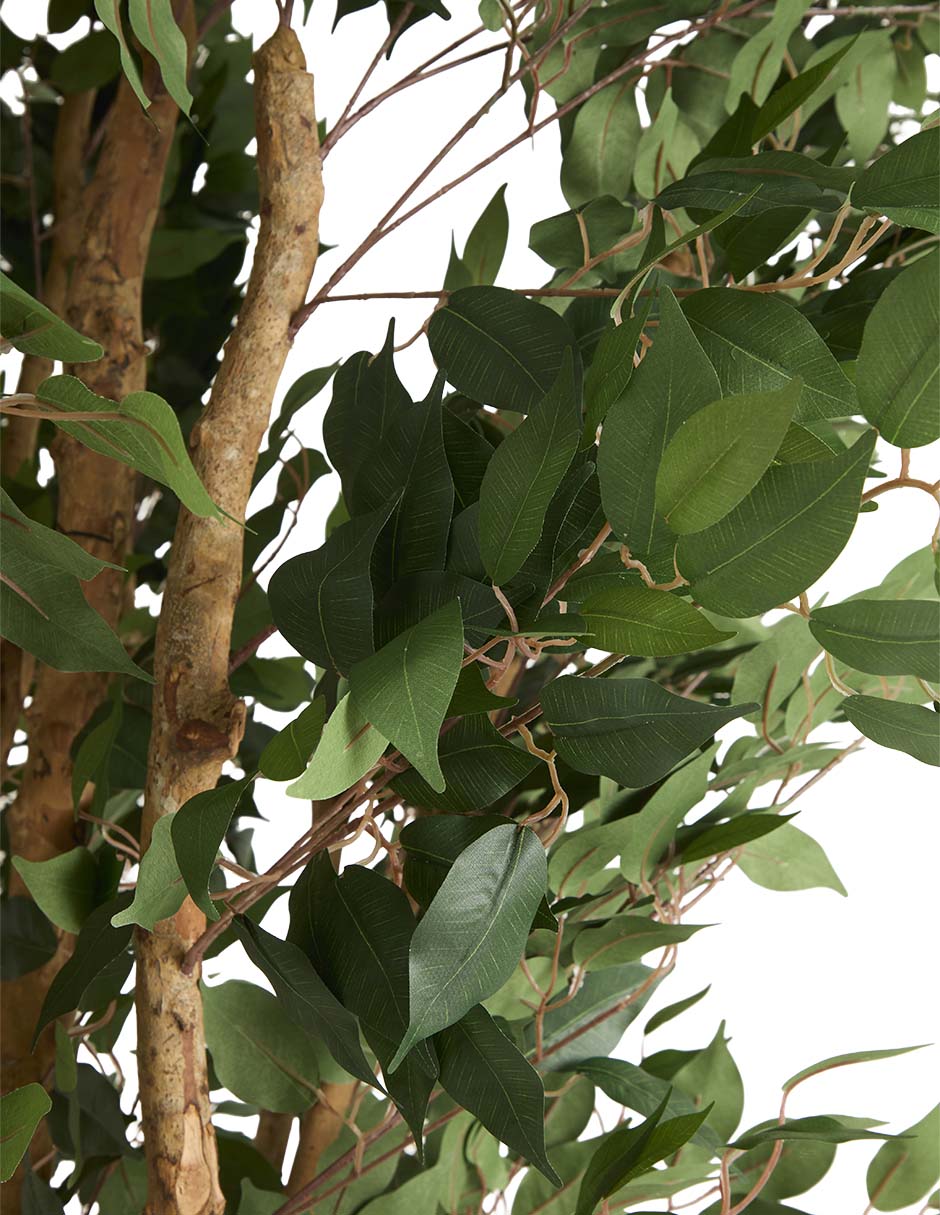 Árbol 5
