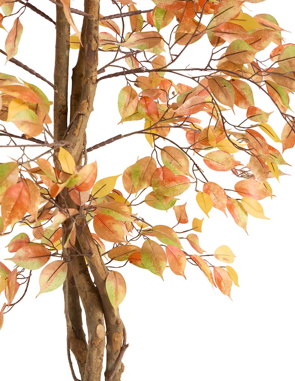 Árbol 2