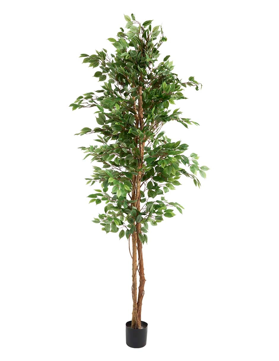 Árbol