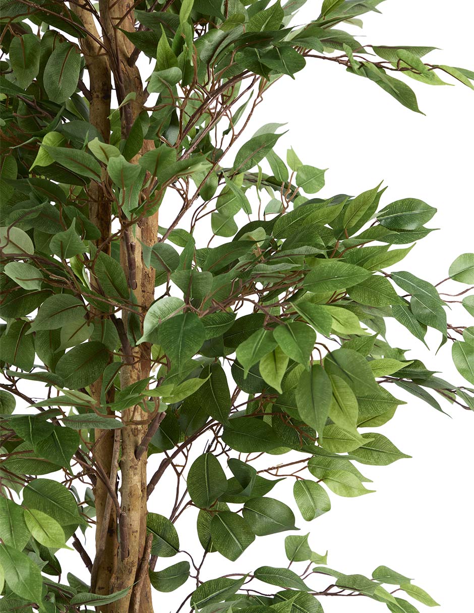 Ficus 220 cm con maceta 2