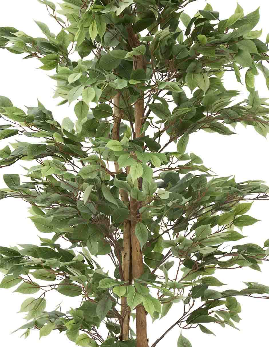 Árbol 2
