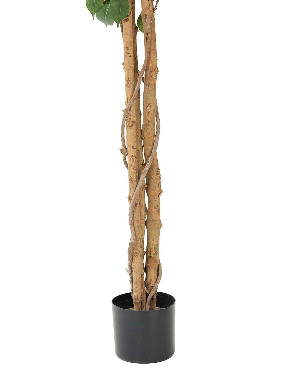 Árbol 3