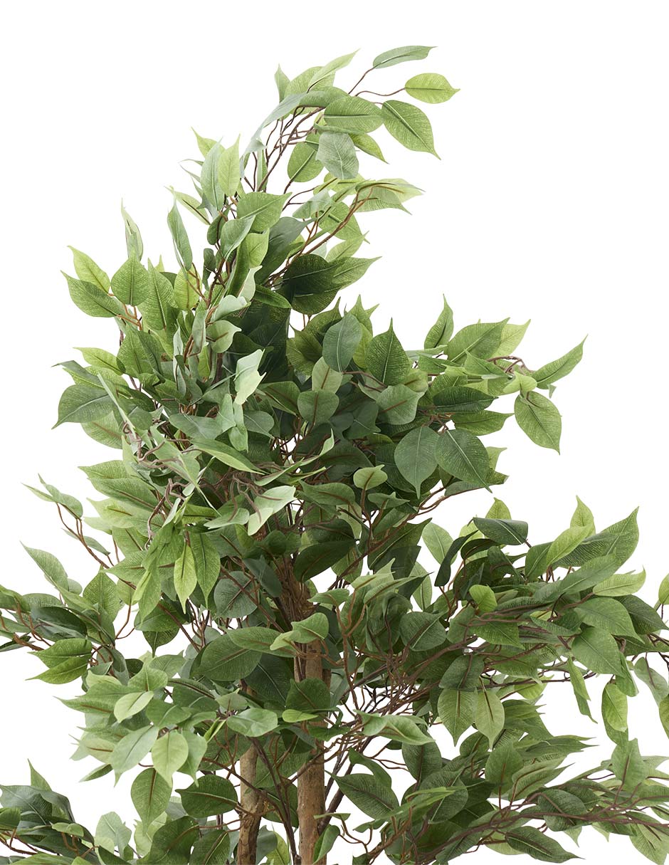 Árbol 4