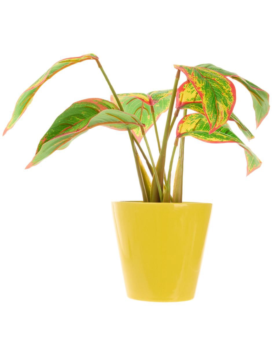 Aglaonema Aglaonema