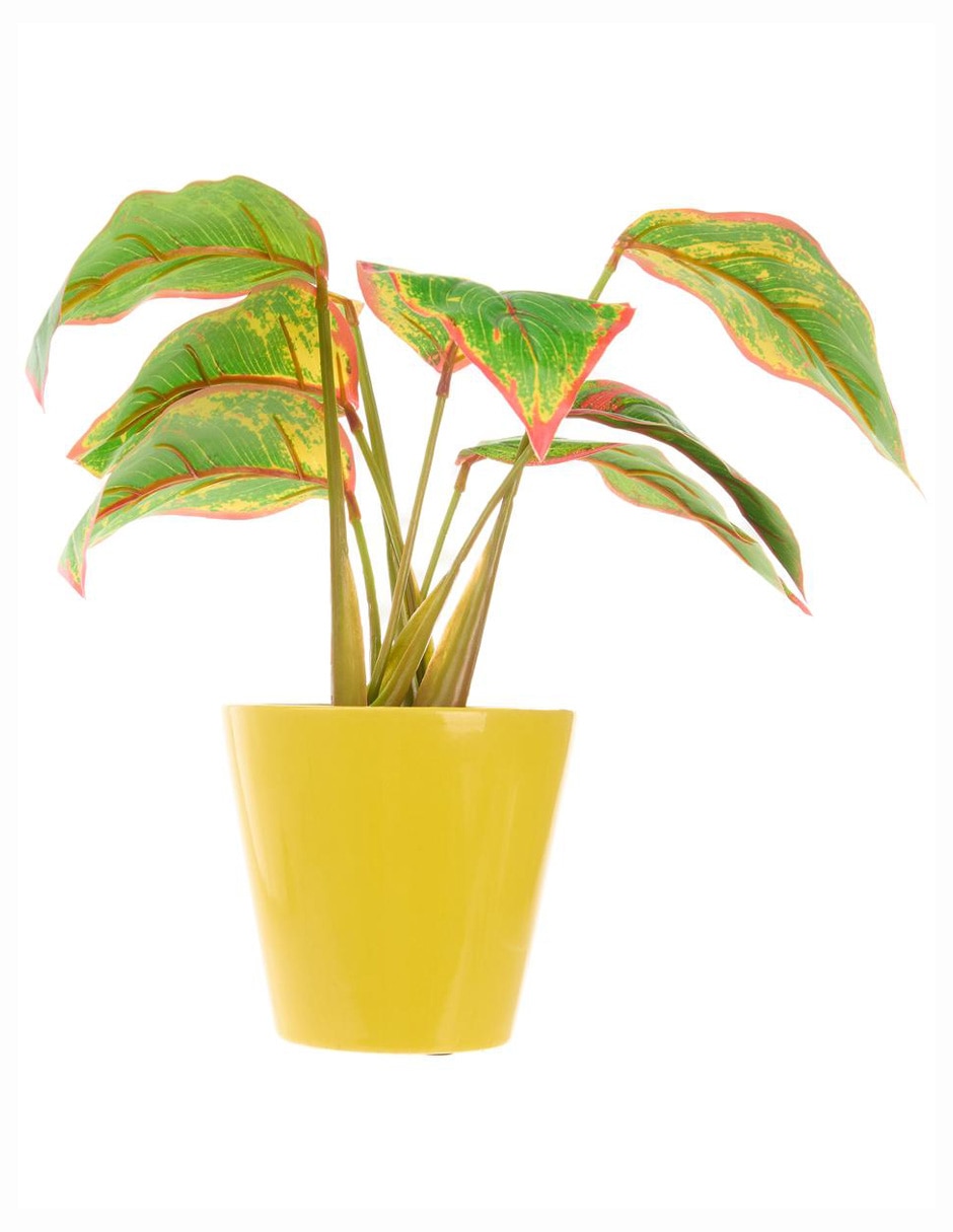 Aglaonema 3