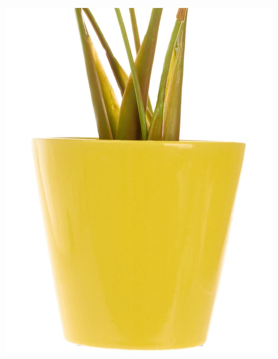 Aglaonema 4