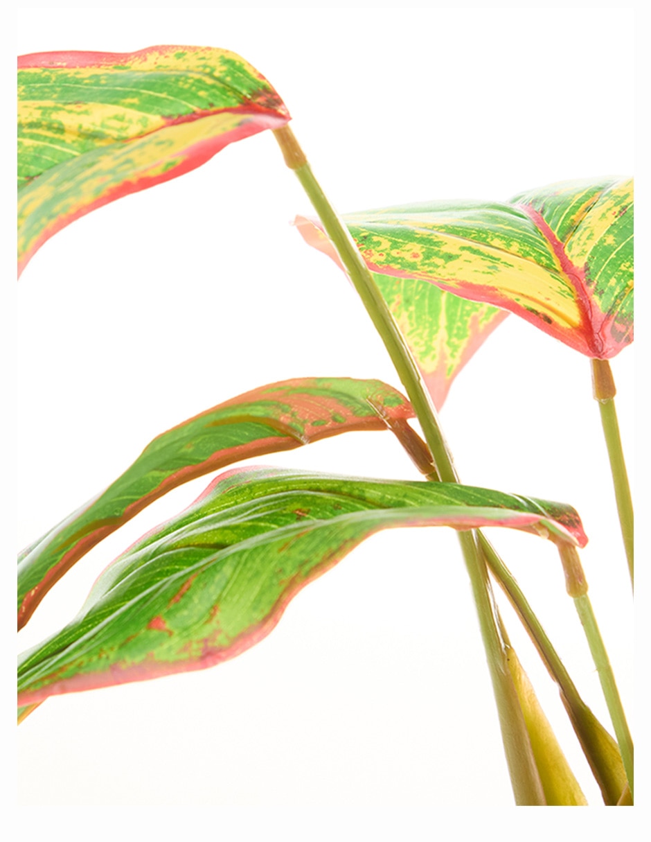 Aglaonema 5