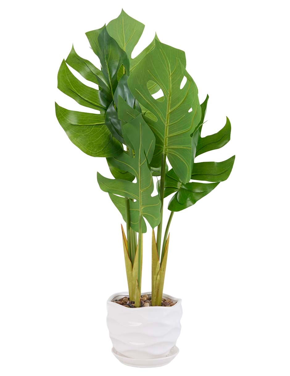 Prelaborado de monstera