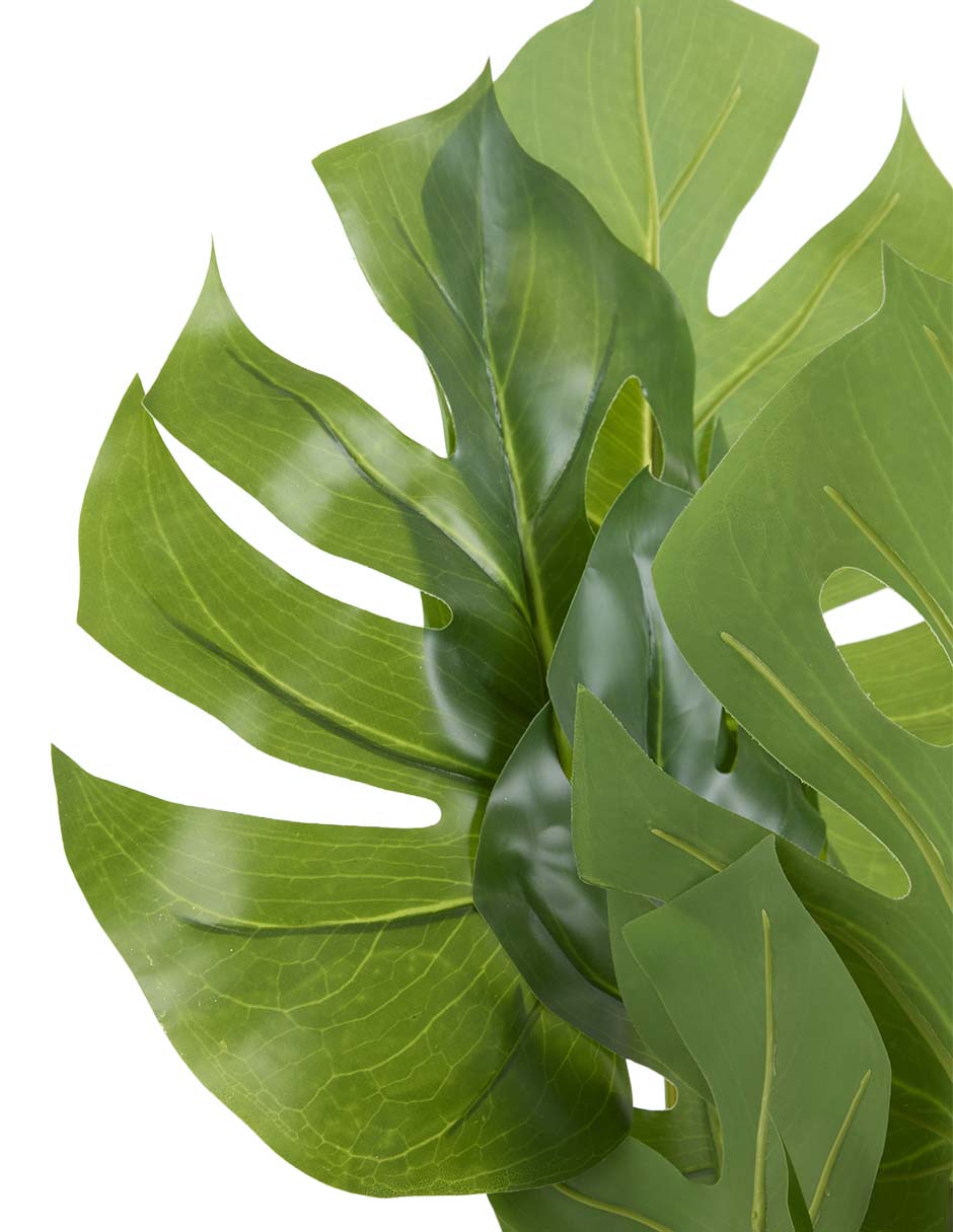 Prelaborado de monstera 2