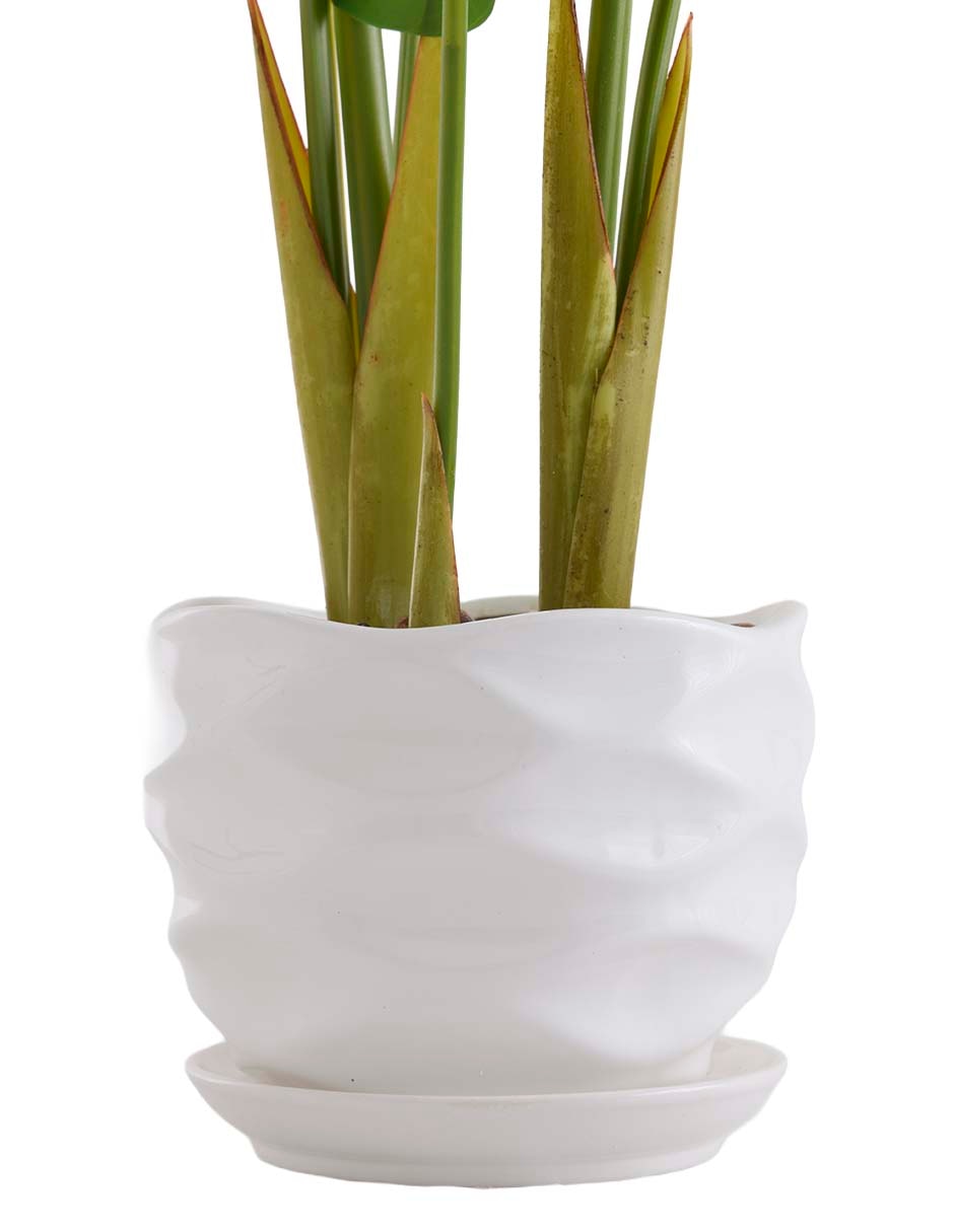 Prelaborado de monstera 3