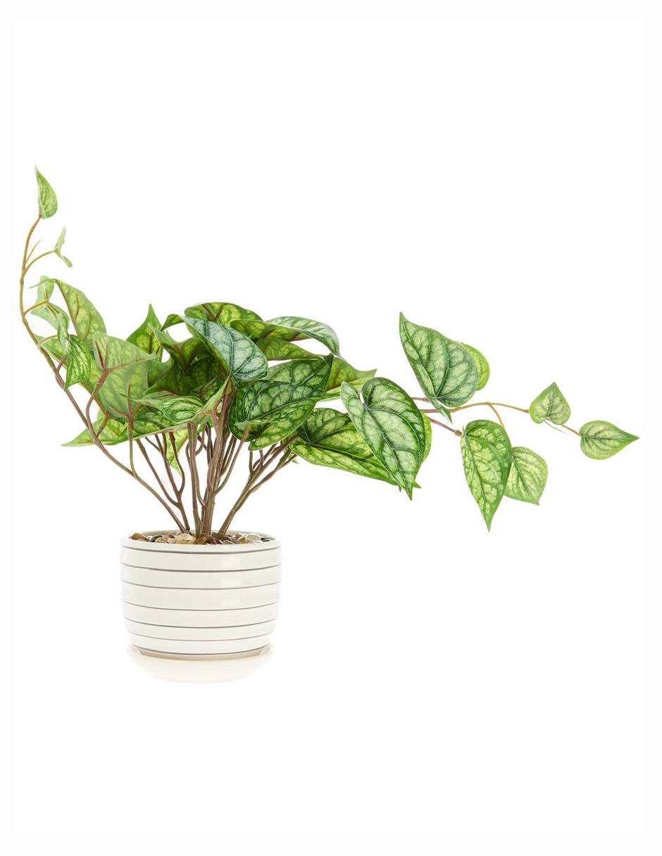 Preelaborado de peperomia
