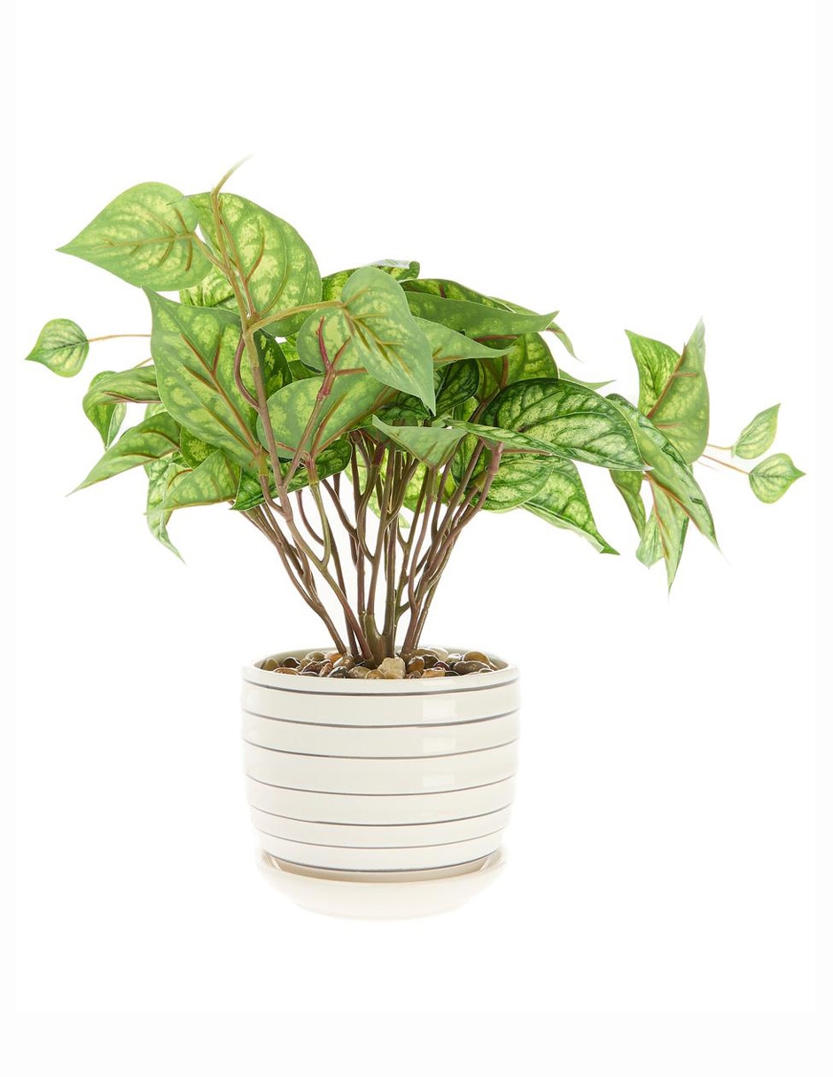 Preelaborado de peperomia 2