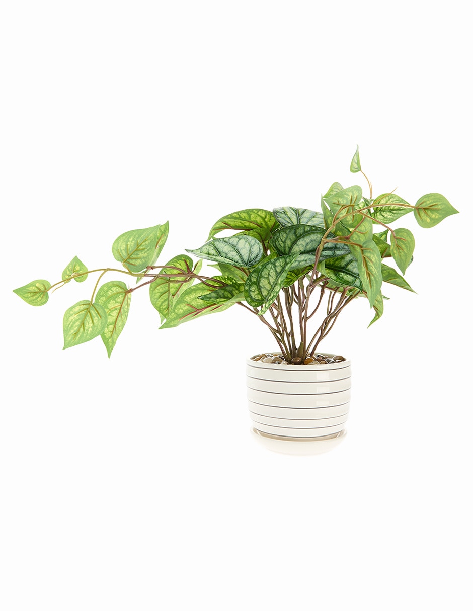 Preelaborado de peperomia 3
