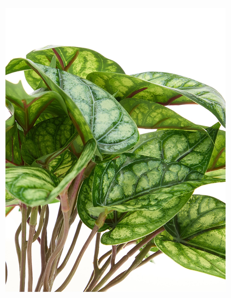 Preelaborado de peperomia 4