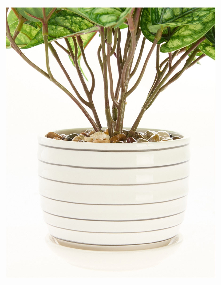 Preelaborado de peperomia 5
