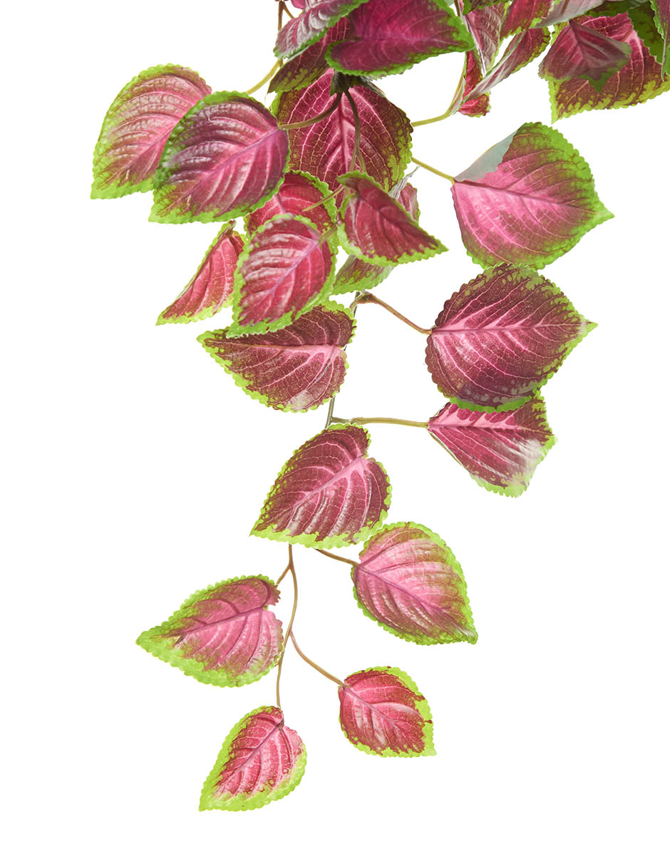 Coleus artificial 2