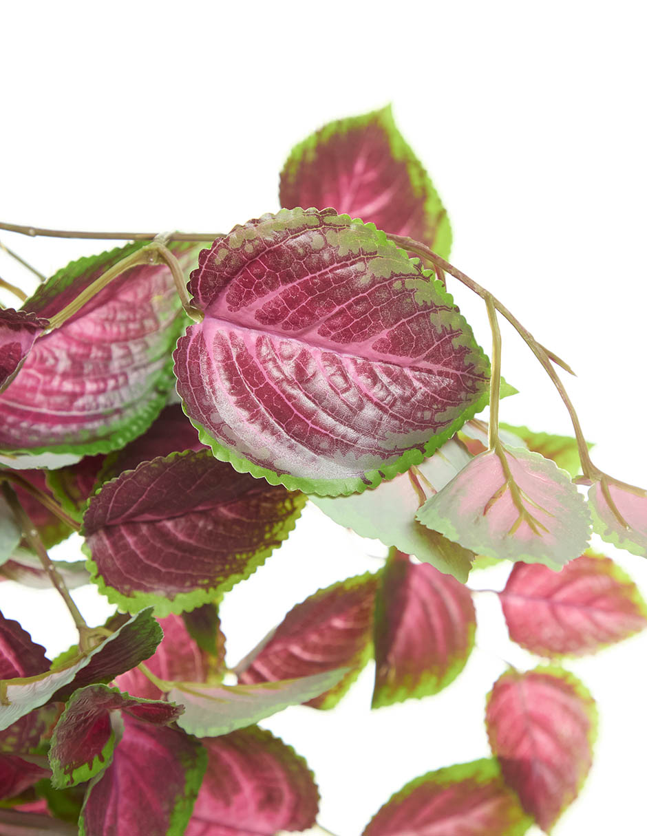 Coleus artificial 3