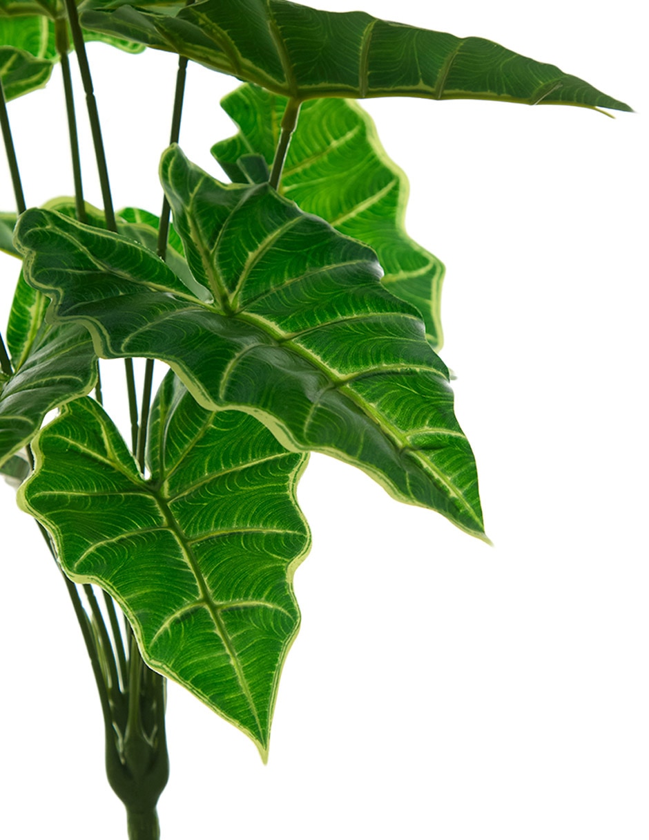 Ramo de caladium 3