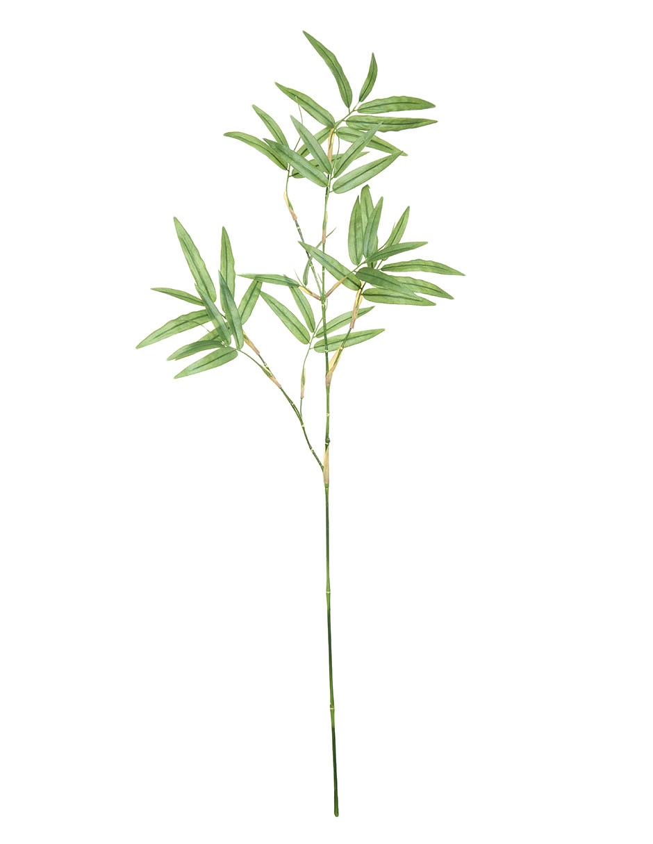 Bambú decorativa