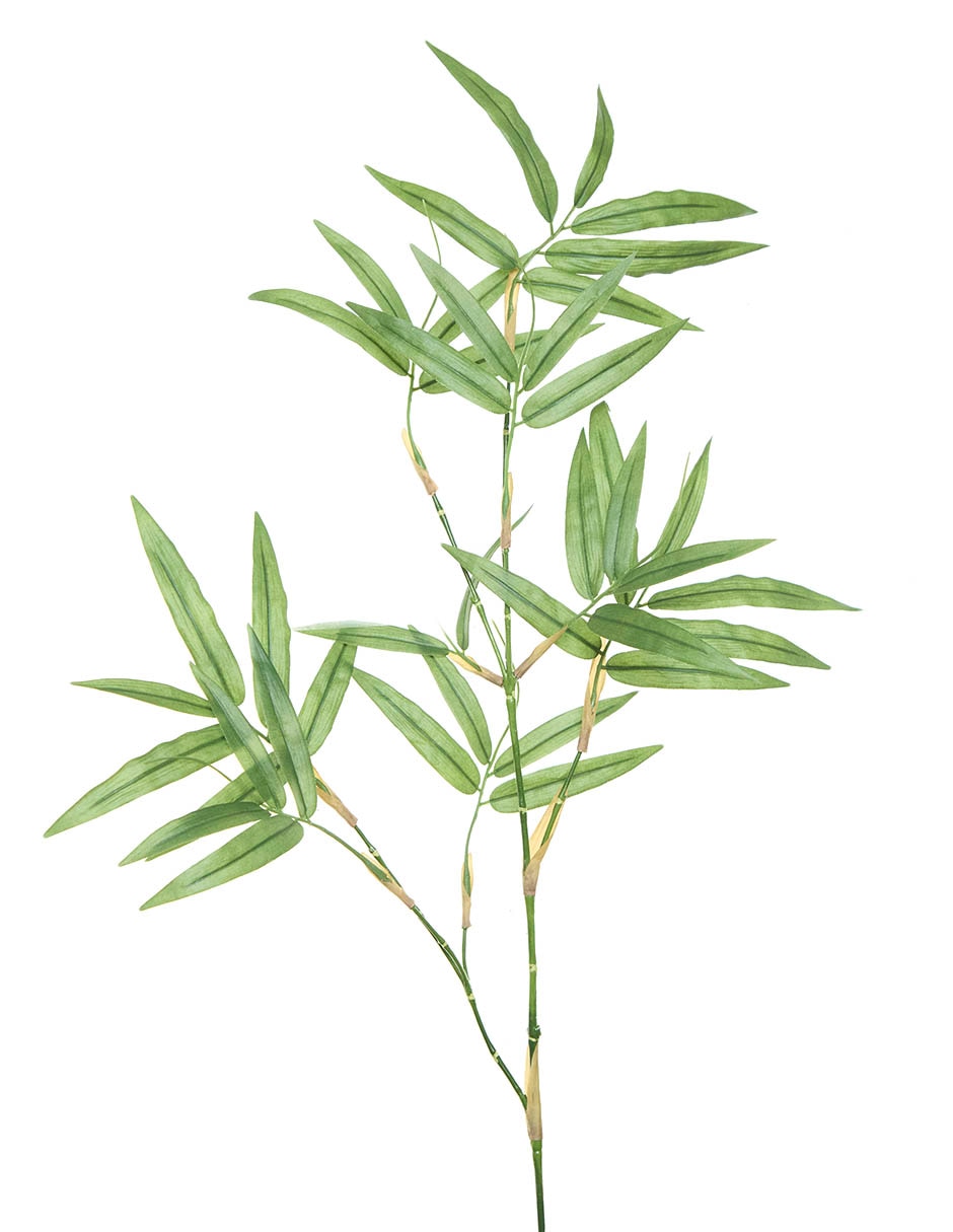 Bambú decorativa 2