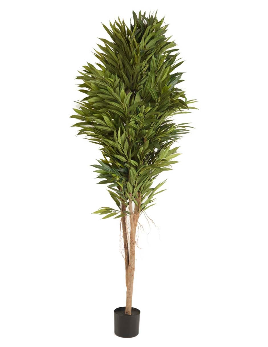Árbol Longif