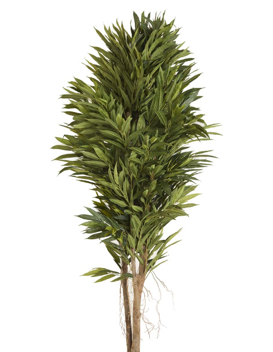 Árbol Longif 2