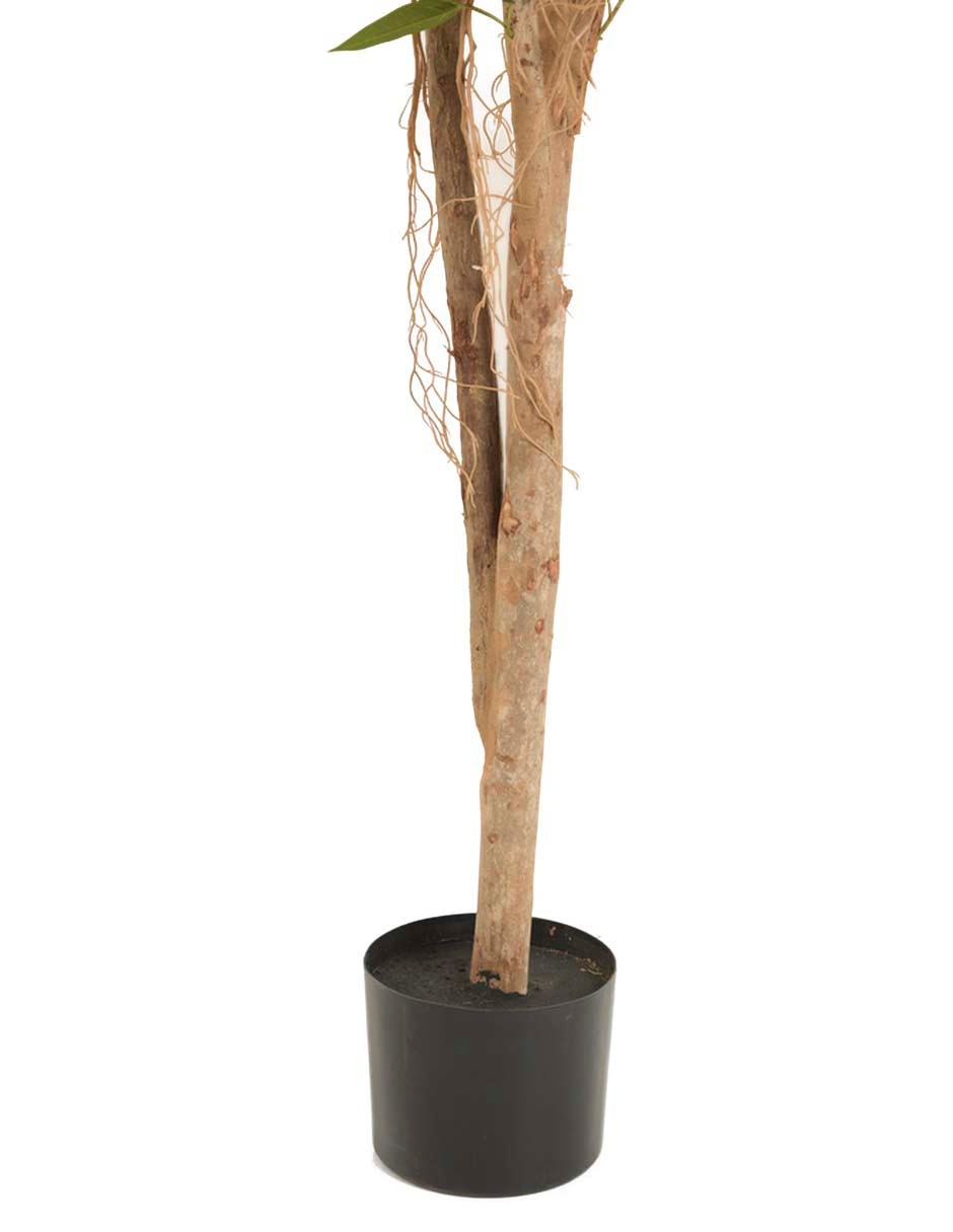 Árbol Longif 3