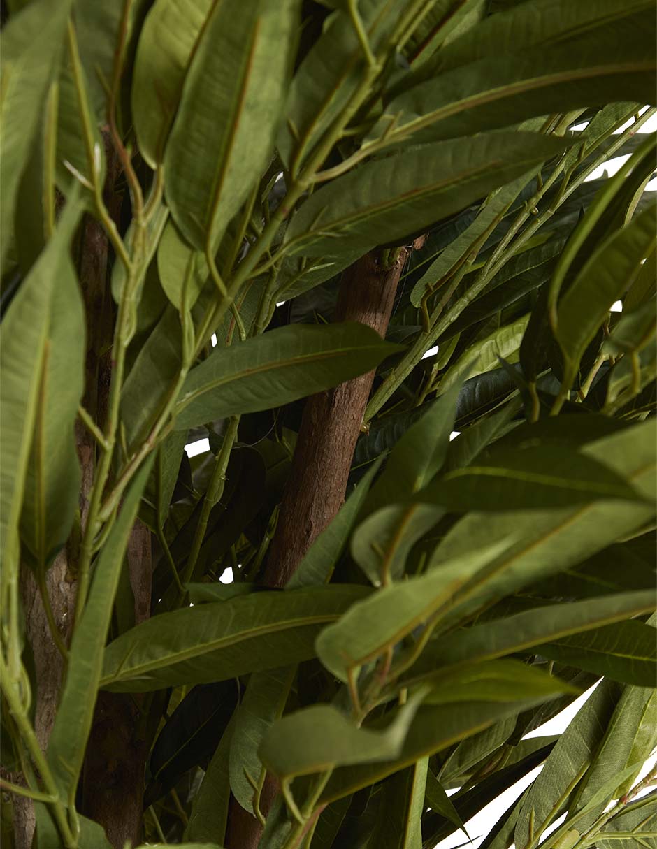 Árbol Longif 4