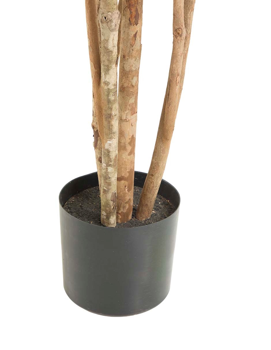 Árbol 3