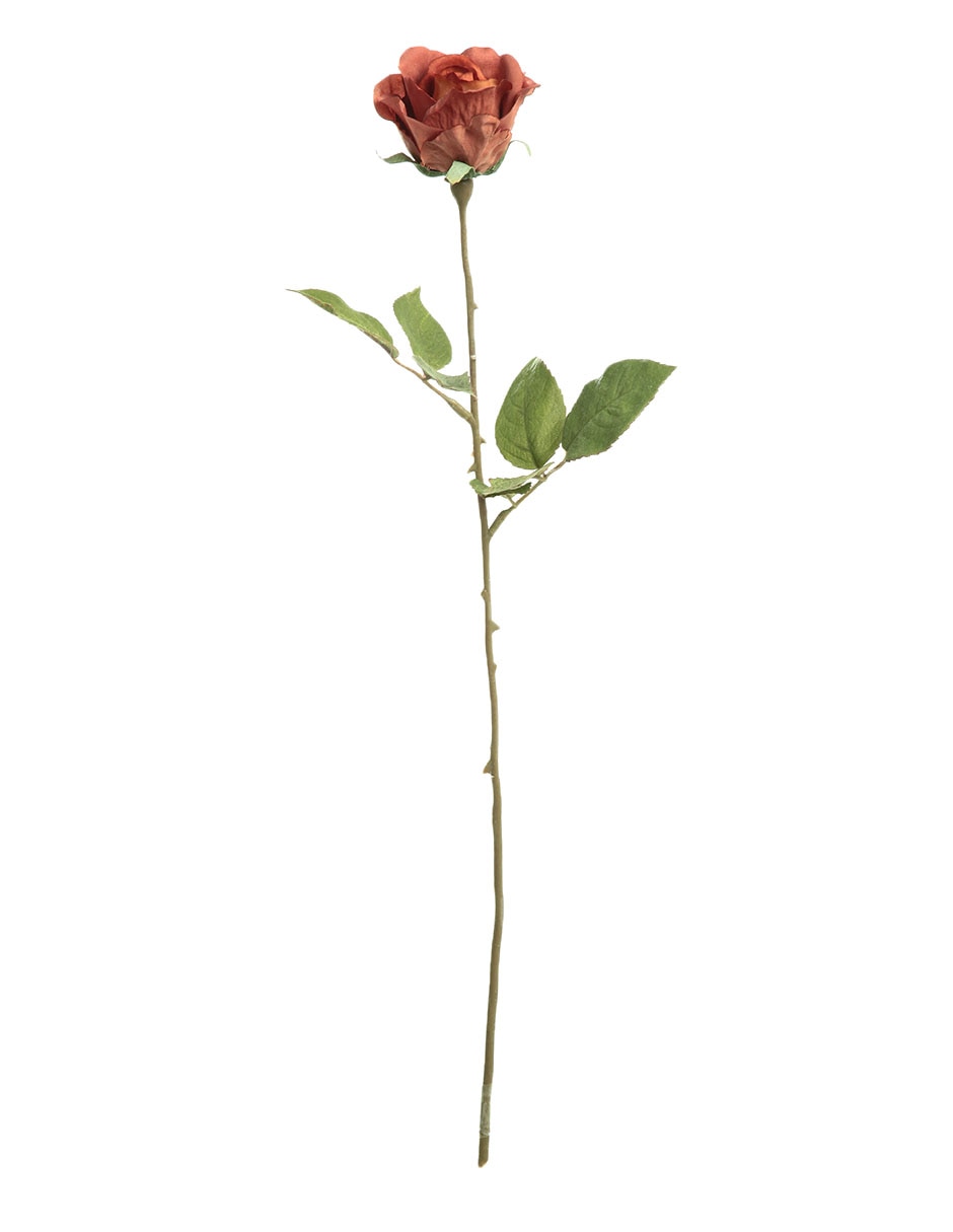 Rosa Oto Recyc
