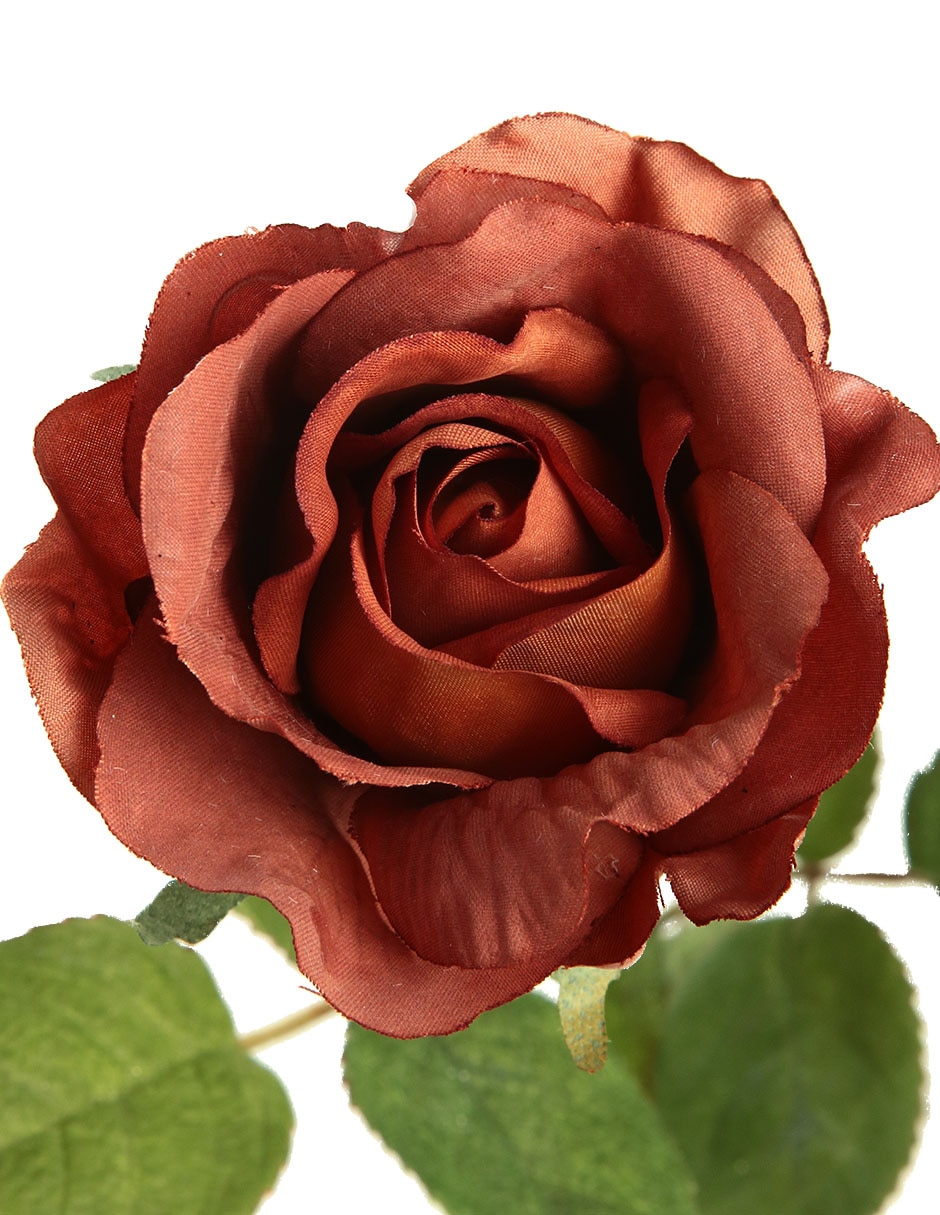 Rosa Oto Recyc 3