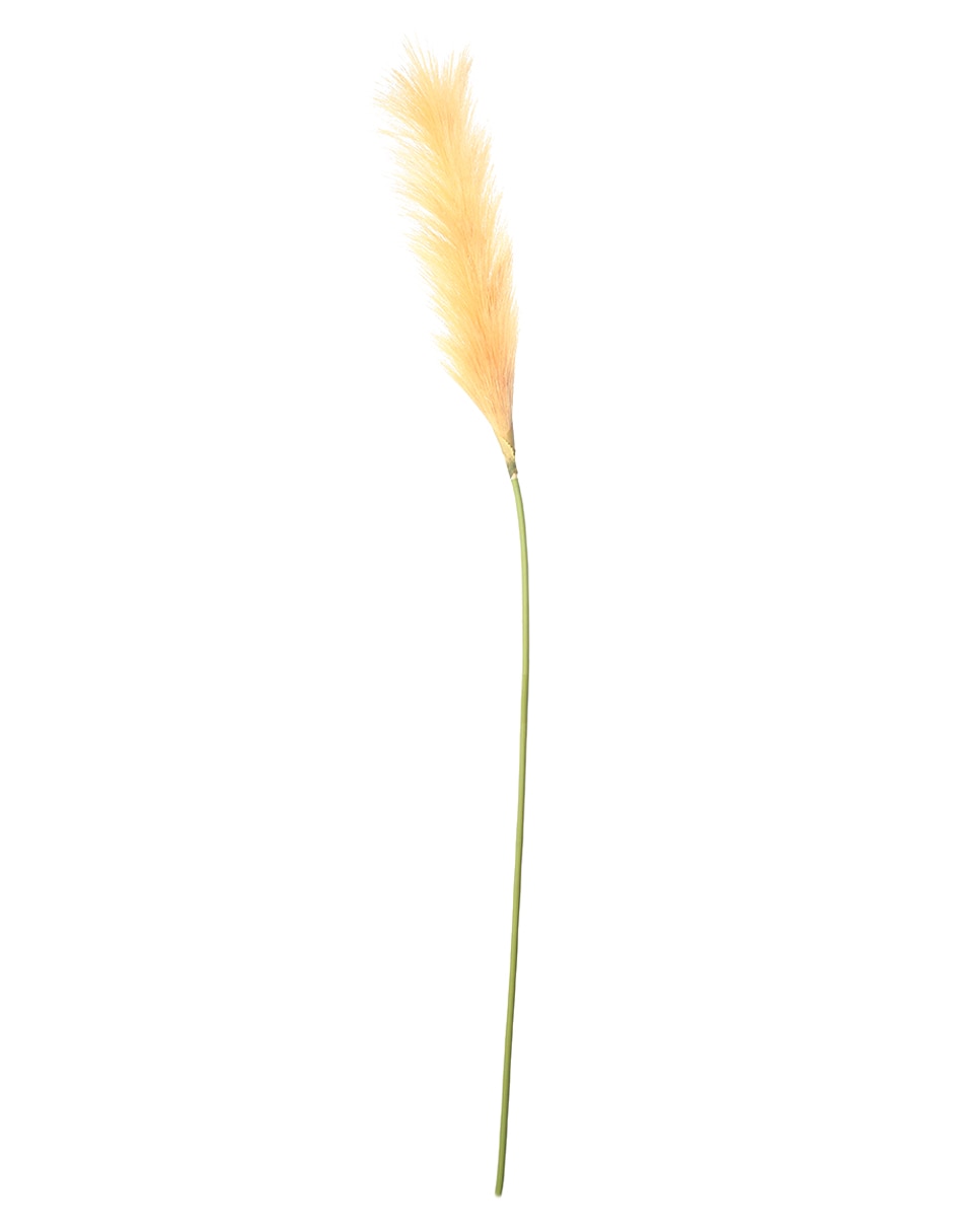 Pampa decorativa