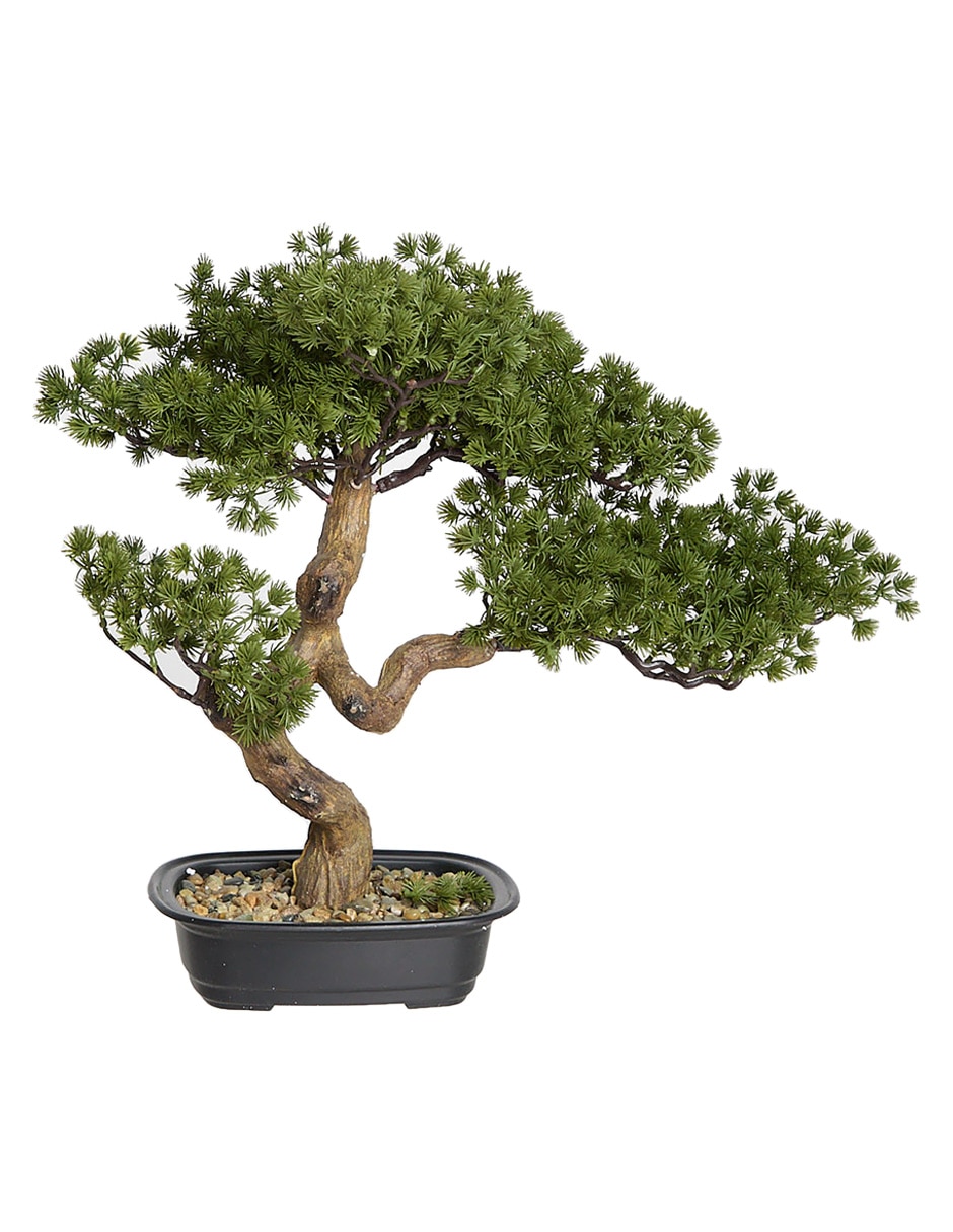 Árbol de bonsái 1