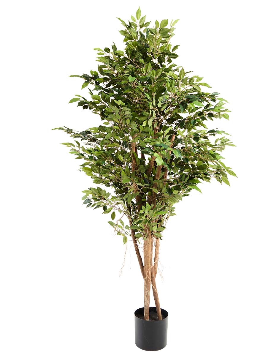 Árbol Árbol