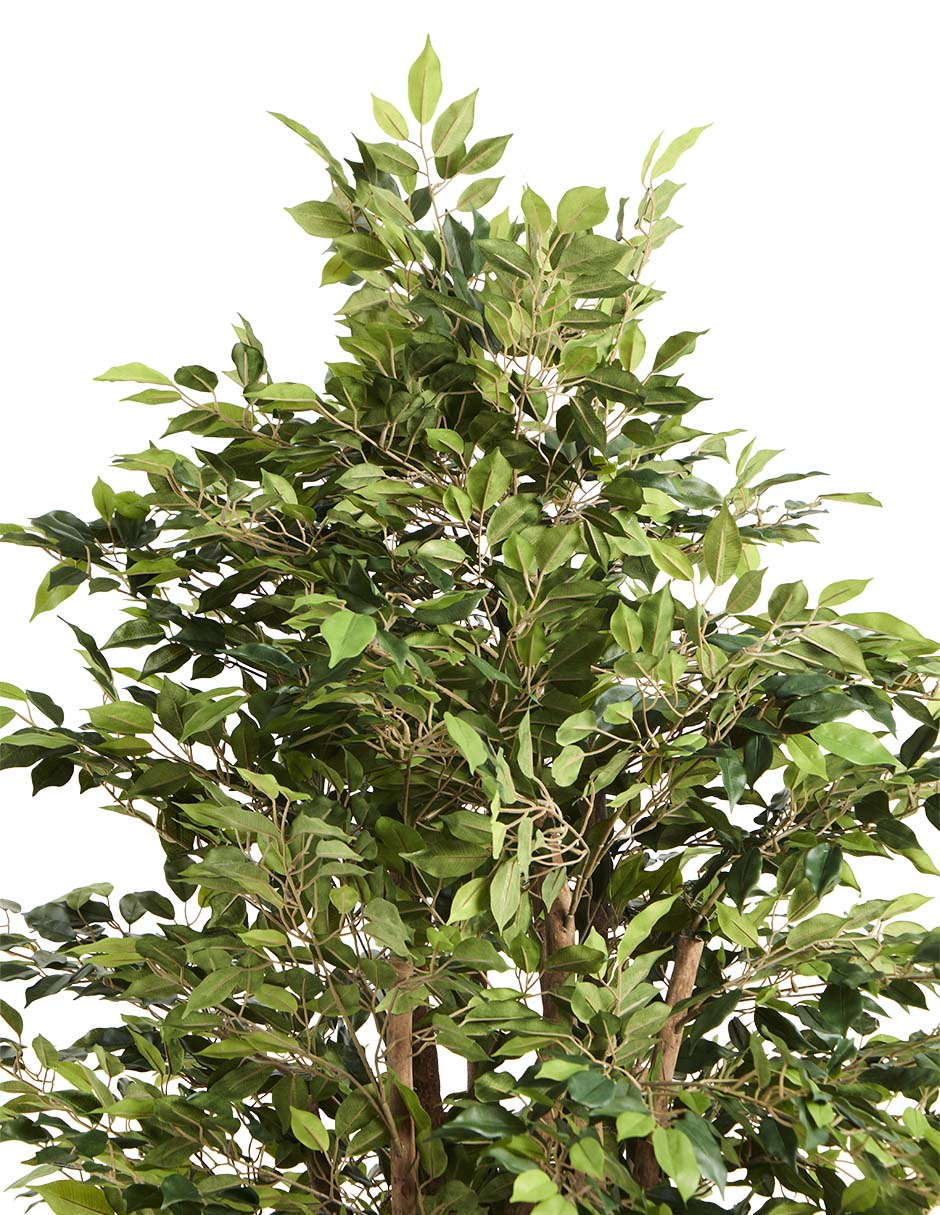 Árbol 2